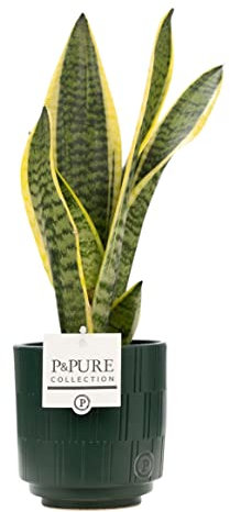 Mother-In-Law’s Tongue Sansevieria With Pot - Air-Purifying Indoor Plant For Home & Office - Low Maintenance Houseplant