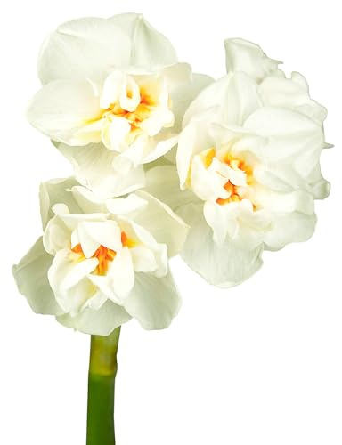 Bulbes de Narcisses 20 x 'Abba' - The Bulb Farmers - Printemps - Cultivé aux Pays-Bas -Bulbes de Narcisses -Bulbes à fleurs