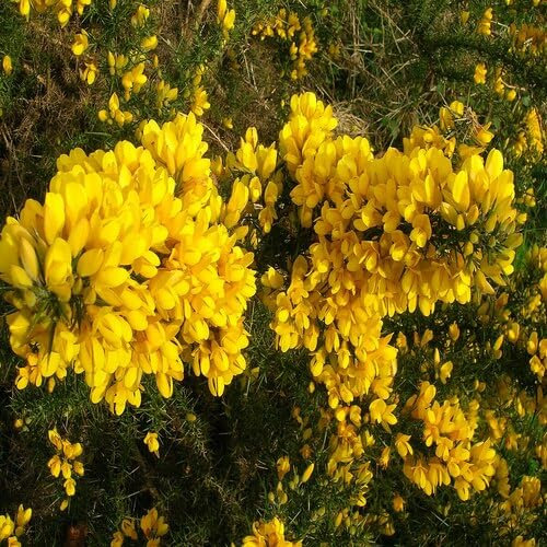 Neue, frische 90 Stück Ginster Ulex Blumensamen