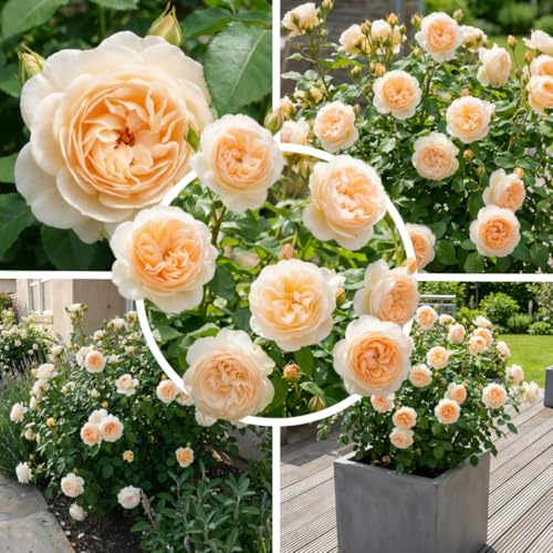 FLORIUM Cremefarbene Rose 1 Pflanze, Winterharte Mehrjährige Staude, Duftende Echte Rose, Große Wurzelnackte Pflanze aus Holland für Garten und Topf (keine Samen)