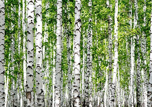 wandmotiv24 Fototapete Birkenwald Nahansicht Dicht, XXL 400 x 280 cm - 8 Teile, Wanddeko, Wandbild, Wandtapete, Birken Bäume Wald Blätter M5835