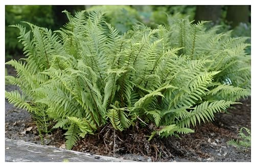 Stauden Gänge 10 x Dryopteris affinis 'Crispa' Krauser Schildfarn | Immergrüner Farn für Halbschatten bis Schatten, mehrjährig, 1 L Topf (11x11 cm)