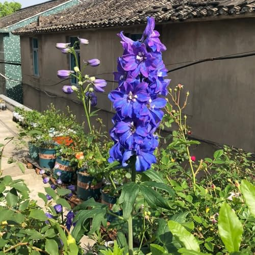 semi di speronella, resistenti perenni giardino 420pcs