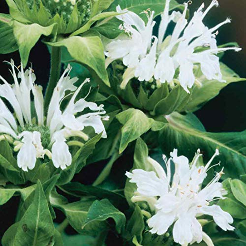 6 x Indianernessel 'Schneewittchen' - Monarda 'Schneewittchen' Topf 9x9cm: Weiße Blüten, duftend, für naturnahe Gärten.