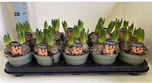 Hyacinth (3 Bulbs in a Pot) Orange Colour 11cm Pot Size