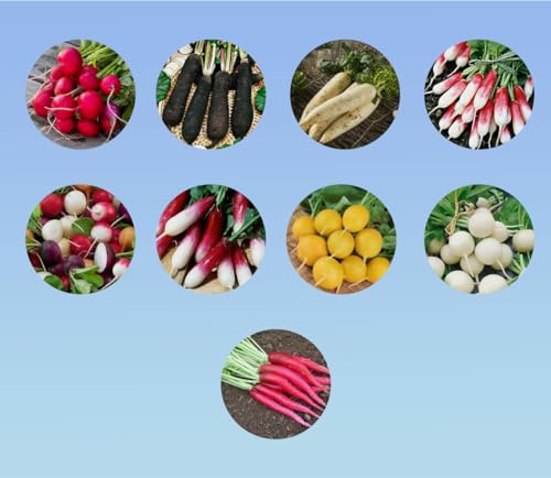 lot 9 varietés graines spécial RADIS - lot #16 - planète graines -SACHETS INDIVIDUELS - kit SPECIAL RADIS LEGUME pour balcon, jardin serre -graines de très bonne qualité