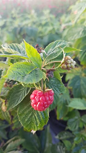 Rubus idaeus Frambélise® / Framboisier Frambélise®' (Remontant) / Conteneur de 3 à 4 litres/Fruitier
