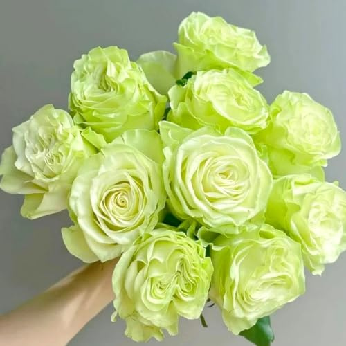 Rosen pflanzen winterhart,Duftende Rosen –Geeignet für den Garten im Freien-B-1 zwiebeln