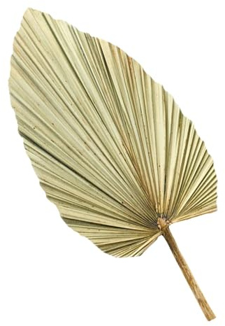 Uonlytech Feuille de Palmier Murale Naturelle Séchée Matériau Sain et Solide 1pc en Bois pour Décoration de Mariage et Ambiance Intérieure
