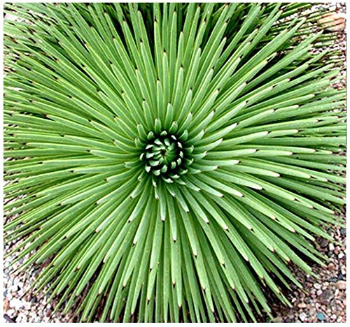 (20) Agave stricta Seeds - agave riccio, rabo de Léon