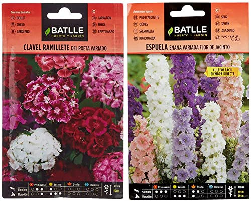 Semillas Batlle - Clavel RAMILLETE del Poeta Vdo. & Espuela - ENANA - flor de jacinto