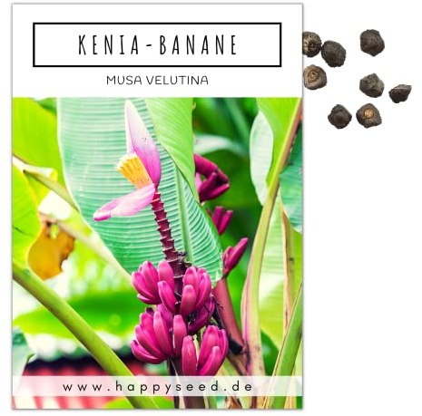 Kenia Bananen Samen (Musa velutina) - Exotische rosa Zwergbanane mit wunderschönen Blüten und kleinen, roten Bananen