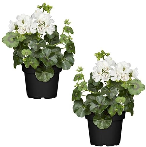 Geranium Blanco Set 2 Plantas Naturales para el Hogar con Flores Blancas