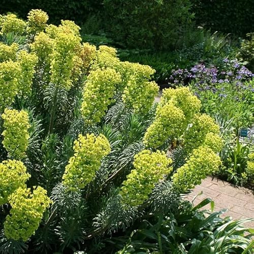 6 x Euphorbia Characias 'Wulfenii' - Vivaces Contenedor Pequeño 9cm x 9cm