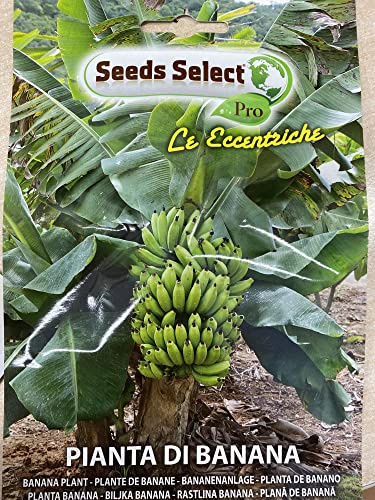 Semi di Pianta di BANANA Musa