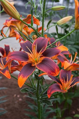 2025 Winterhart pflanzen, Winterhart zwiebeln,Mysteriöse magische Glühbirne, Mehrjährige Blumenzwiebel ist winterhart,Garden-2 lilien Zwiebeln-A