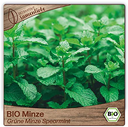 Samenliebe BIO Minze Samen alte Sorte Grüne Minze Spearmint 1000 Samen samenfestes Kräuter Saatgut für Garten Freiland und Balkon BIO Kräutersamen mehrjährig und winterhart