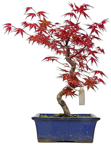 DECOALIVE Bonsái Arce Japonés PREMIUM Árbol Acer Palmatum Natural