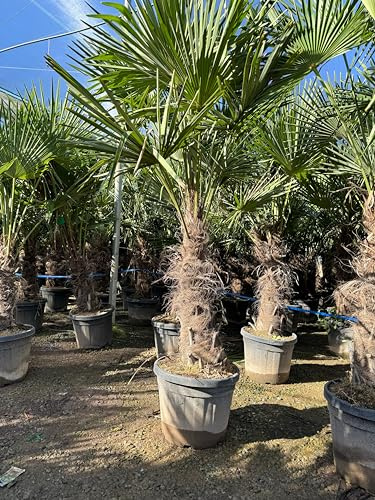 Sunny Tree - Palmier - Trachycarpus Fortunei - Palmier en éventail de Chine - Palmier à chanvre - 200 cm Pot compris - Hauteur du tronc 60-80 cm - Rustique jusqu'à -18