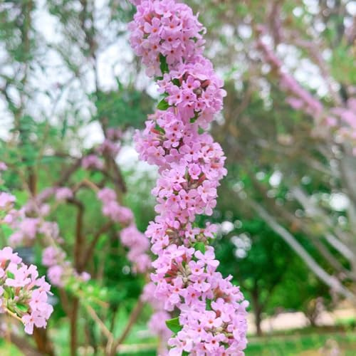 Semi di lillà farfalla, Buddleja lindleyana, perenni resistenti Buddleia, arbusti da resistenti, luoghi soleggiati Le da giardino 200pcs