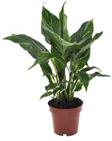 Einblatt Spathiphyllum Diamant Friedenslilie Zimmerpflanze Ø12 cm 40 cm – Pflegeleichte Grünpflanze für Wohnzimmer
