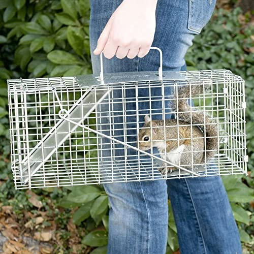 ZanGe Cage à Rats pour Animaux Piège à Animaux Vivants de Capture et de Libération sans cruauté, Piège à Cage à Rats réutilisable pour l'intérieur et l'extérieur, pièges à Souris pour écureuils