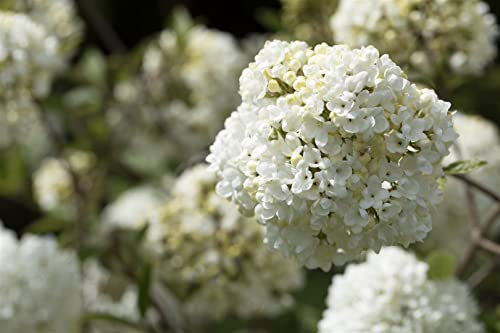 Viburnum 'Eskimo' Schneeball - Winterharte Zierpflanze, C5 Krone, Einjähriger Stamm, 80cm Wuchshöhe, Blühender Gartenstrauch