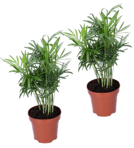 Bergpalme | 2er-Set | Chamaedorea elegans | ca. 40-45 cm | ø 12-15cm Topf | Pflegeleichte Zimmerpflanzen für Wohnung und Büro | Qualität vom Pflanzen Profi | Ideale Raumbegrünung