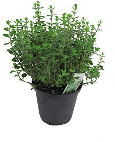 Orégano italiano en maceta de 15cm - Origanum vulgare, planta fresca de orégano