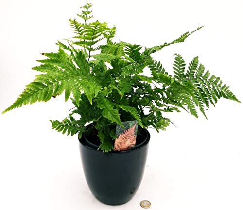 POWERS TO FLOWERS - DRYOPTERIS ERYTHROSORA, IN VASO CERAMICA NERO, VASO 14CM DIAMETRO, FELCE DA ESTERNO, Pianta vera