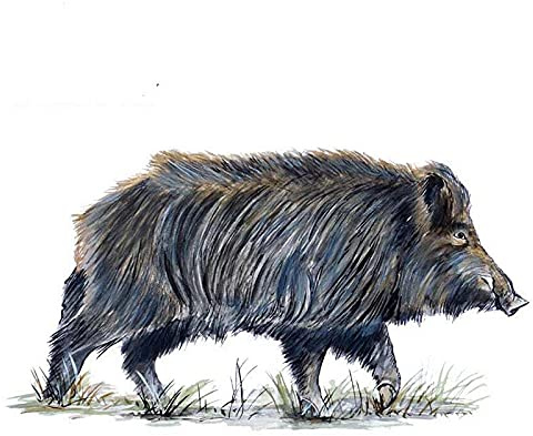 13 cm x 7 cm Wildschwein Schwein Schwein Schwein Auto LKW Wohnmobil Jagd Camp Fenster Vinyl