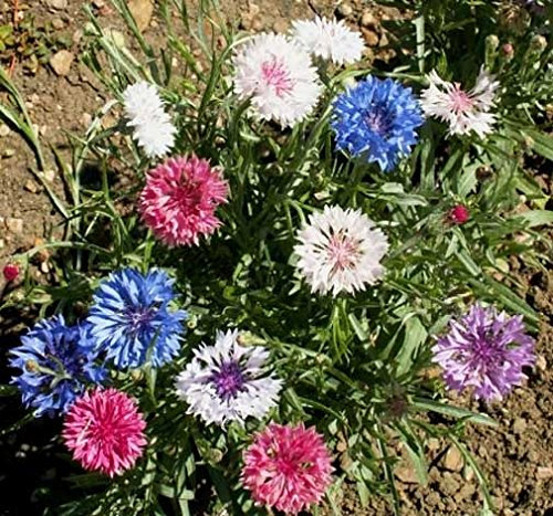 100 Bottoni Freschi Di BachelorPois Semi Fiordaliso Nano Mix