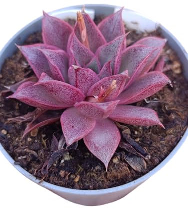 Echeveria Punita succulenta da collezione pianta grassa rosa fucsia viola - vaso Ø 9 cm pianta grassa crassulacee