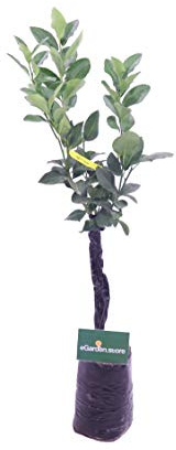 Albero di Limone Pane pianta di limone varietà Pane continua fruttificazione età 2 anni pianta vera venduta da eGarden.store