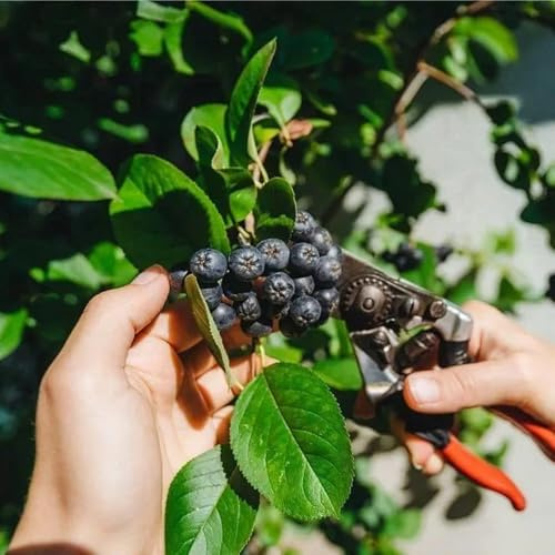 aronia interno rara copertura terreno antiche varietà balcone 100semi