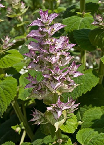 Sauge Sclarée - 30 Graines