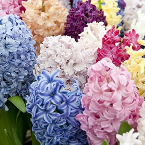 Hyacinth Bulbs-Hyacinth Plant Hyacinth Bulbs for Planting Now UK,Cut Flowers,Plant Bulbs,Garden Flowers,Wedding Flowers-5bulbs-a
