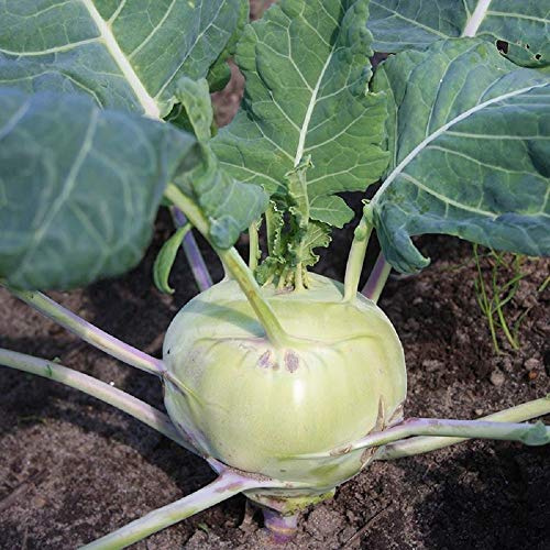 Kohlrabi Seeds, 25 Count COOL BEANS N SPROUTS Brand. Home Gardening.