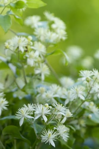 Clematis Vitalba - Native UK Climber with Starry White Flowers - Attracts Pollinators - Hardy Vine for Wildlife Gardens – 1x 1.7 Litre Potted Plant by Thompson and Morgan
