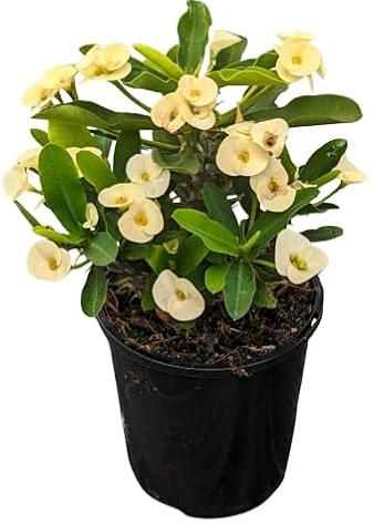 Corona de Cristo Blanca Natural Planta Suculenta de Riego Moderado