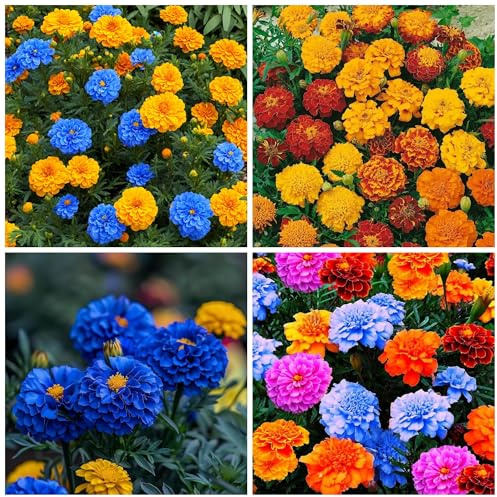 1500+ Mixed Marigold Seeds for Planting - African Marigold Seeds French Marigold Non-GMO Heirloom Garden Flower to Plant Open Pollinated Annual Flowers