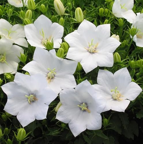 1 Pack of 20 000 SEEEDS Campanula carpatica White Bellflowwer - Tussock Bellflowwer