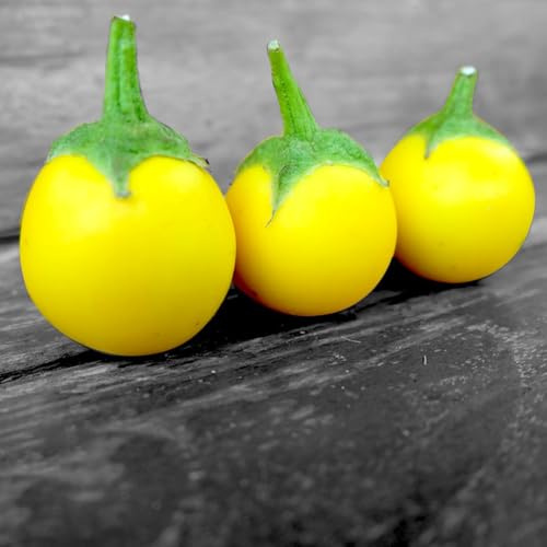 berenjena en macetas resistentes berenjenas semillas de hortalizas resistentes de jardín perennes trepadoras exóticas vegetales jardín semillas hortalizas 200semillas