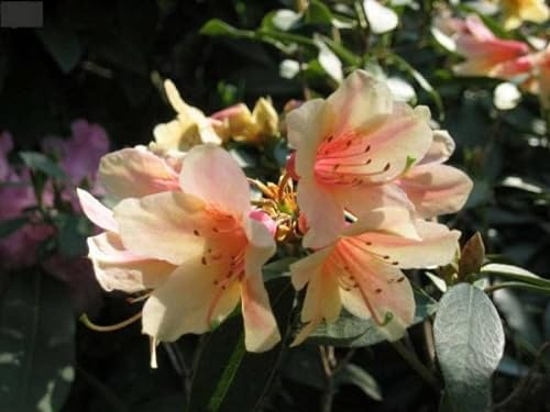 Zinnoberroter Rhododendron - Rhododendron cinnabarinum 30-40cm