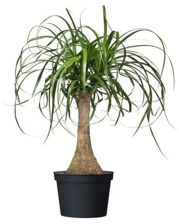 Beucarnea Recurvata la Planta Natural de Interior por Excelencia