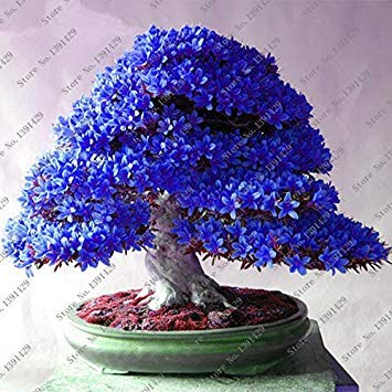 100 pc/sacchetto Rare Bonsai 13 varietà di azalee casa fai da te e piante da semi giardino di fiori Sakura Japanese