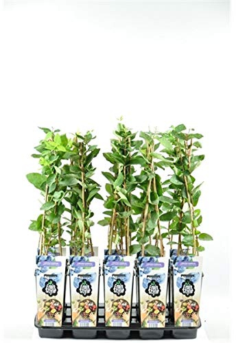 Sibirische Blaubeere 'Borealis' (Lonicera caerulea) – winterharte Honigbeere, ca. 60 cm, vitaminreich & pflegeleicht, ideal zum Naschen, für Marmelade & Saft geeignet