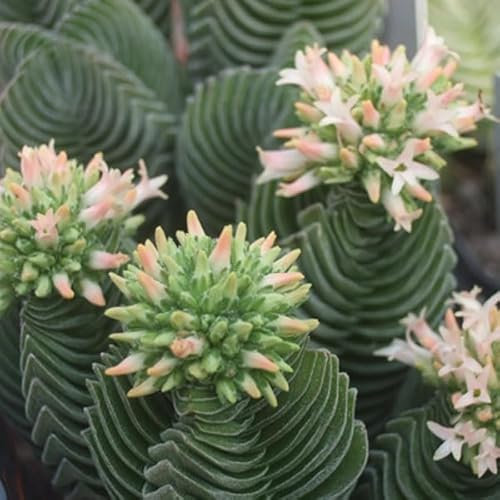 SUNNYPLANTS - Crassula Buddha's Temple Plante, Plante, boutures, plantes succulentes, graines, boutures Crassula