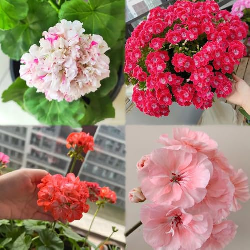 250 pezzi semi di geranio - balcone di semi balcone per l'inverno del giardino