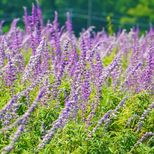 Semillas de salvia, raras jardín de Semillas de Salvia japonica, silvestres 200pcs